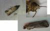 Acrobasis fallouella